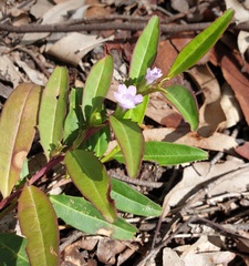 Eremophila debilis