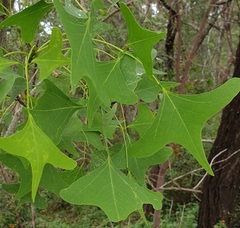 Erythrina vespertilio