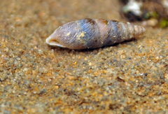 Chondrina tenuimarginata