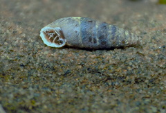 Chondrina tenuimarginata