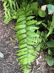 Nephrolepis biserrata