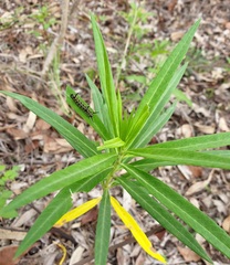 Gomphocarpus physocarpus