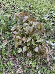 Alternanthera brasiliana