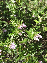 Teucrium bicolor