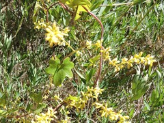 Dioscorea bryoniifolia