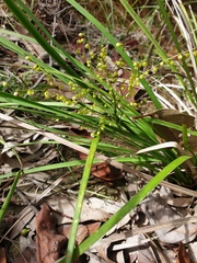 Lomandra laxa