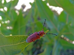 Tetraopes femoratus