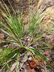 Lomandra laxa