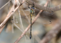 Micromidia convergens