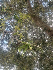 Quercus hemisphaerica