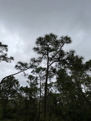 Pinus elliottii