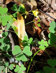 Oxalis chnoodes