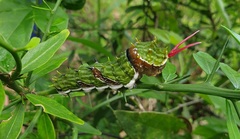 Papilio aegeus aegeus