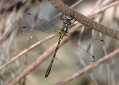 Micromidia convergens