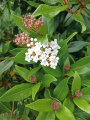 Viburnum tinus