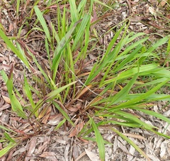 Paspalum orbiculare