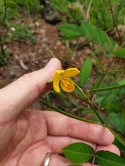 Senna occidentalis