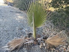 Washingtonia