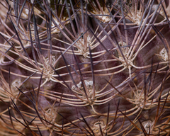 Eriosyce eriosyzoides