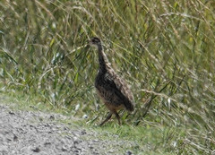Nothura maculosa
