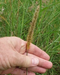Setaria sphacelata