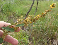 Sida hackettiana