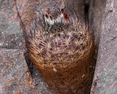 Eriosyce eriosyzoides