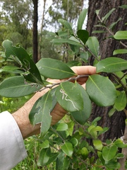 Siphonodon australis