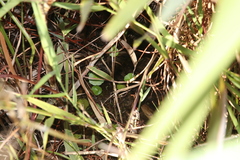 Hydrocotyle verticillata