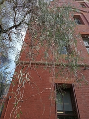 Schinus molle