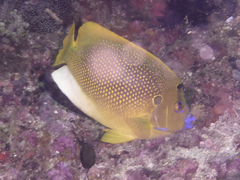Apolemichthys trimaculatus