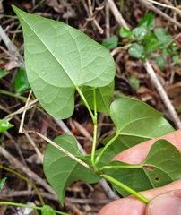 Tinospora smilacina