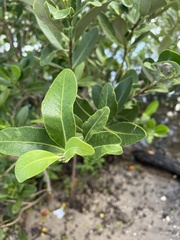 Avicennia