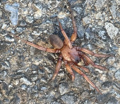 Myrmekiaphila comstocki