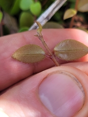 Metrosideros albiflora