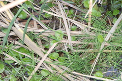 Hydrocotyle verticillata