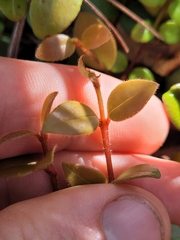 Metrosideros albiflora