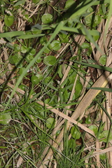 Hydrocotyle verticillata