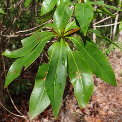 Tristaniopsis laurina