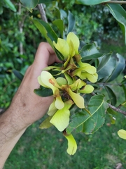 Heteropterys laurifolia