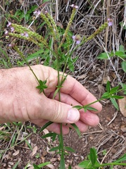 Verbena litoralis