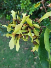 Heteropterys laurifolia
