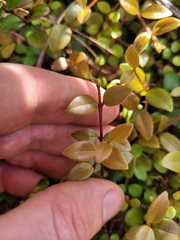 Metrosideros albiflora