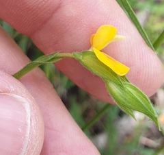 Zornia dyctiocarpa