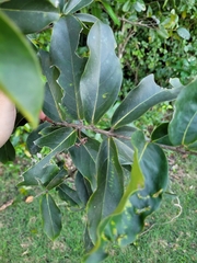 Heteropterys laurifolia