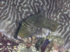 Canthigaster papua
