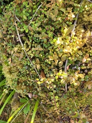 Metrosideros albiflora