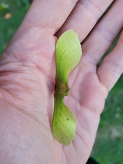 Heteropterys laurifolia