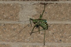 Neobarrettia spinosa