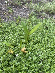 Alternanthera philoxeroides